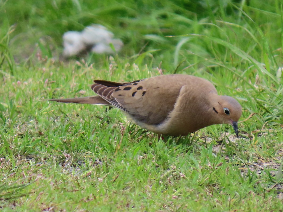 Mourning Dove - ML578395251