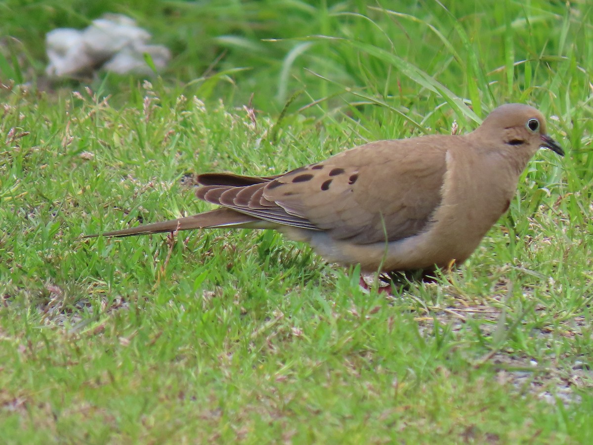 Mourning Dove - ML578395261