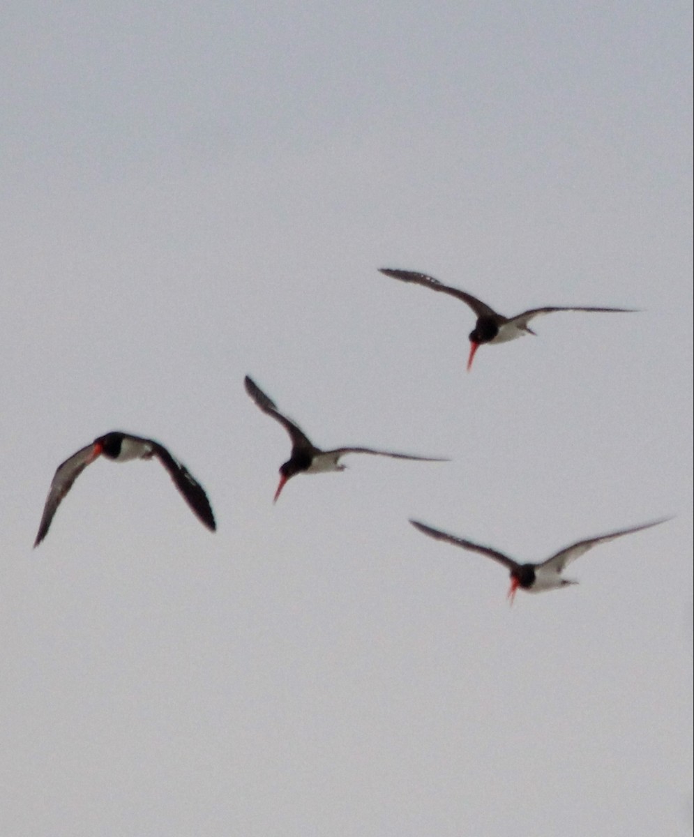 American Oystercatcher - Paul 🐈🔭🦜 Rodríguez @elpuma