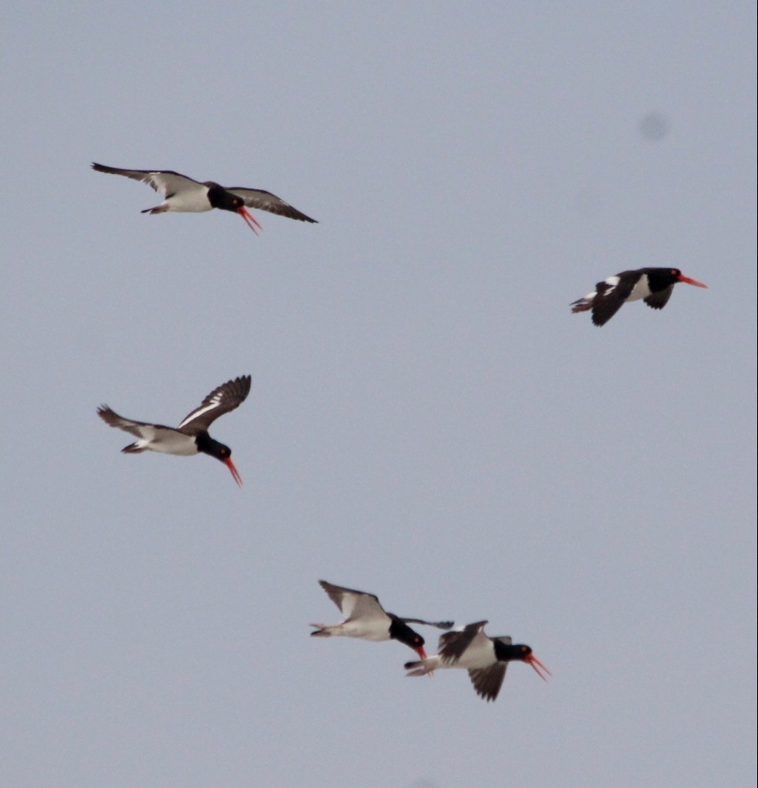 American Oystercatcher - Paul 🐈🔭🦜 Rodríguez @elpuma