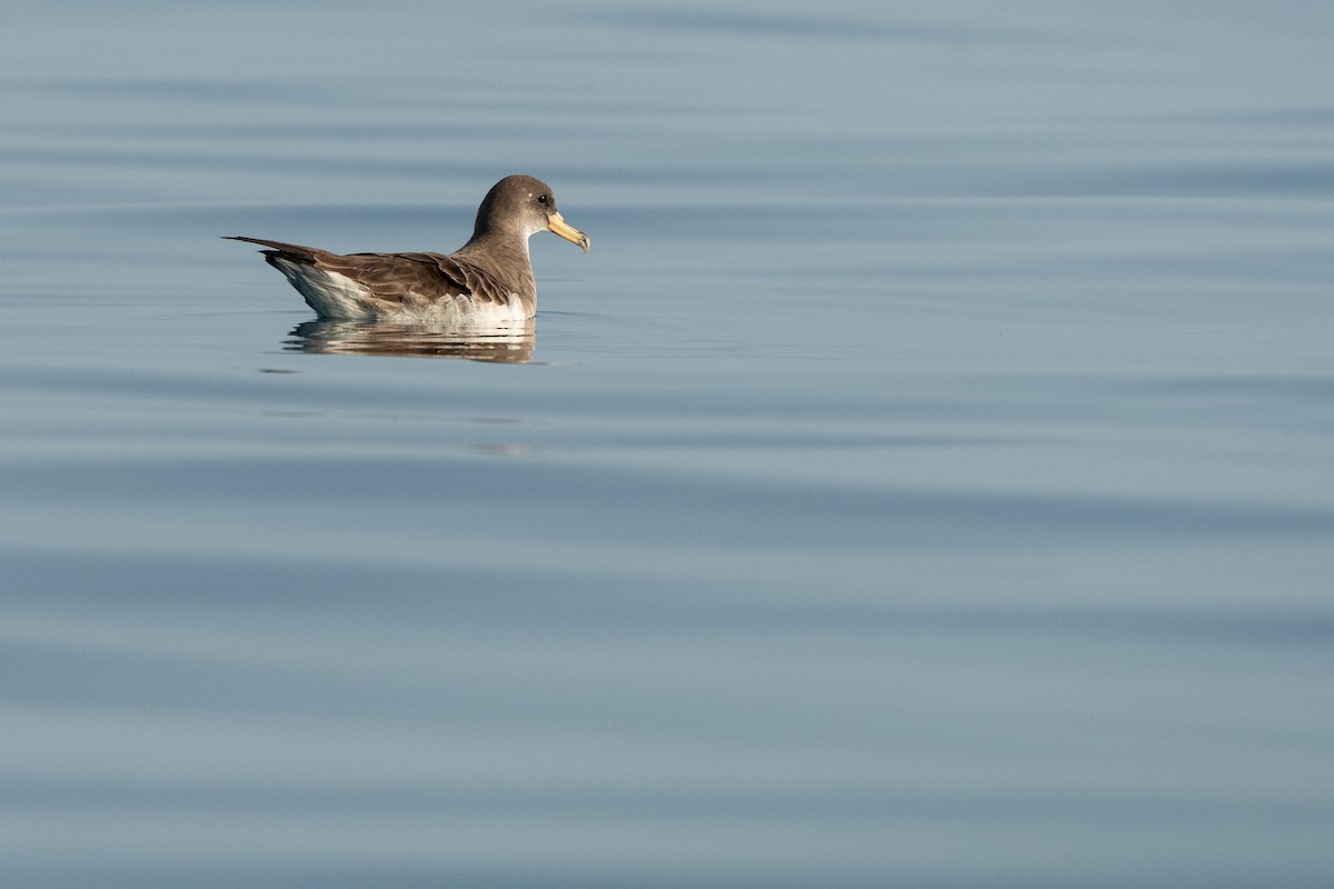 buřňák šedý (ssp. diomedea) - ML578395781