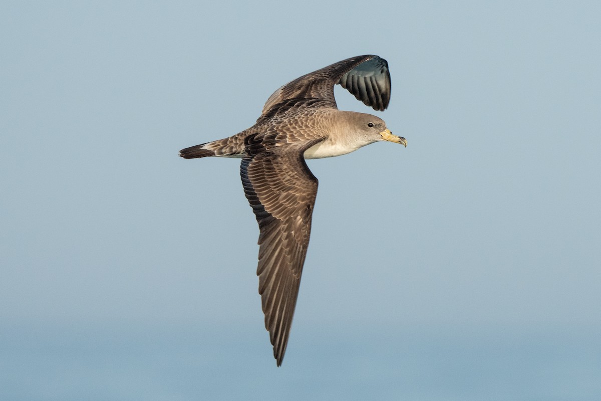 Pardela Cenicienta (mediterránea) - ML578395791