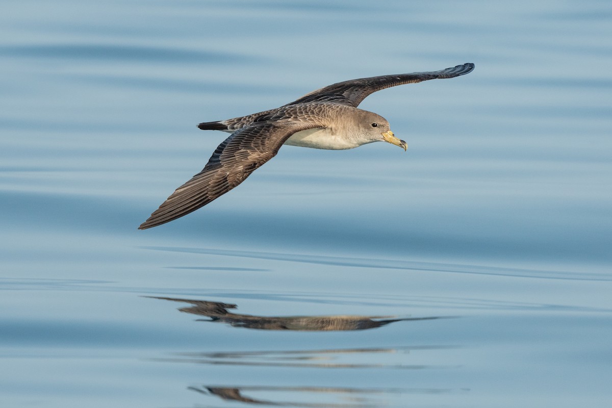 Cory's Shearwater (Scopoli's) - ML578395811