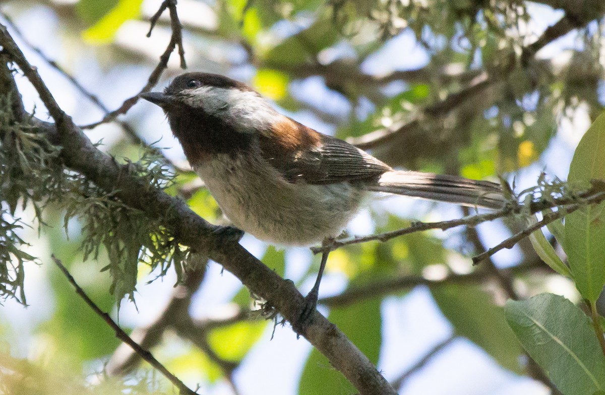 Chestnut-backed Chickadee - ML578396101