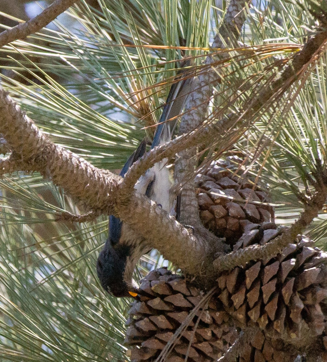 California Scrub-Jay - ML578396911