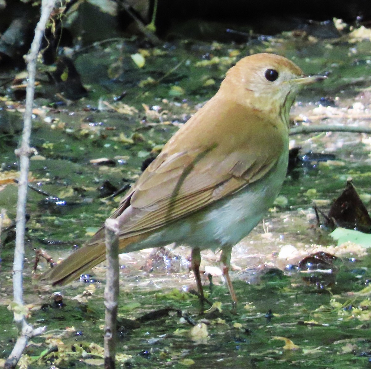 viriskogtrost - ML578397051