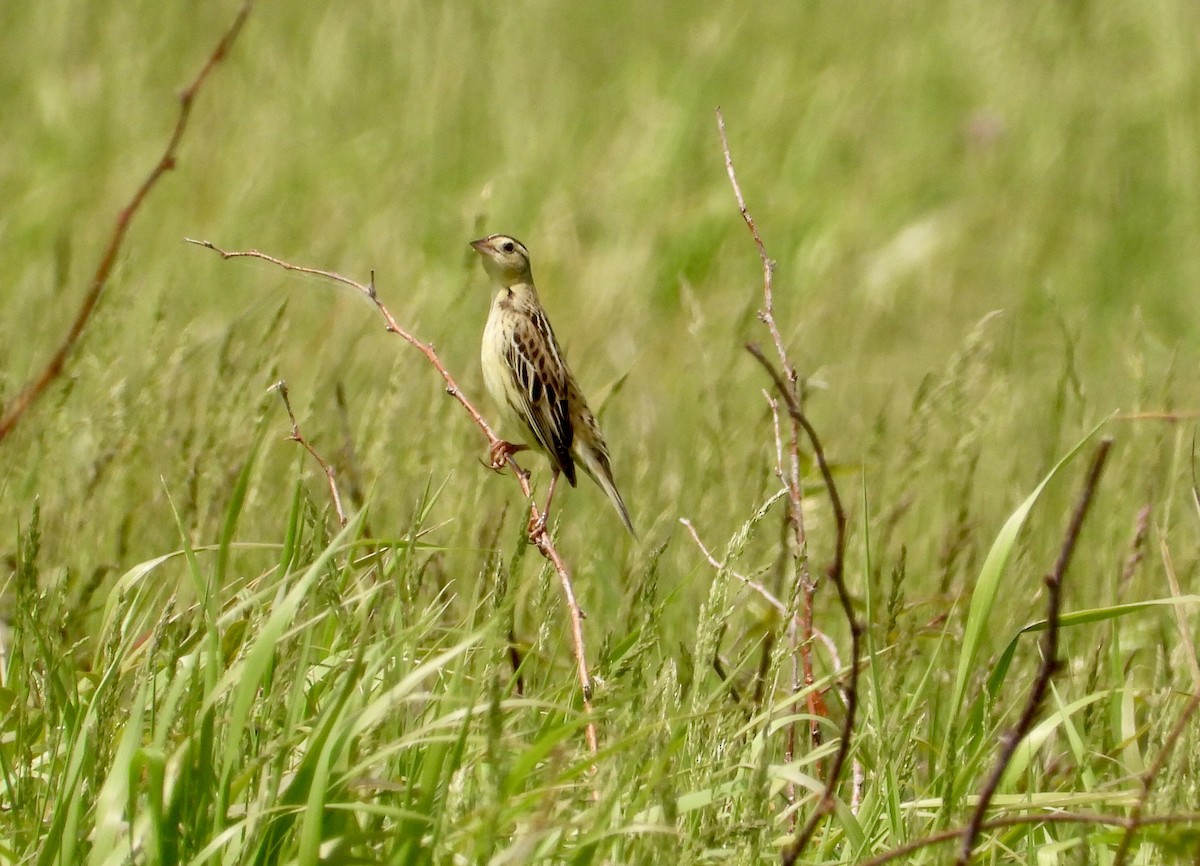 Bobolink - ML578397301