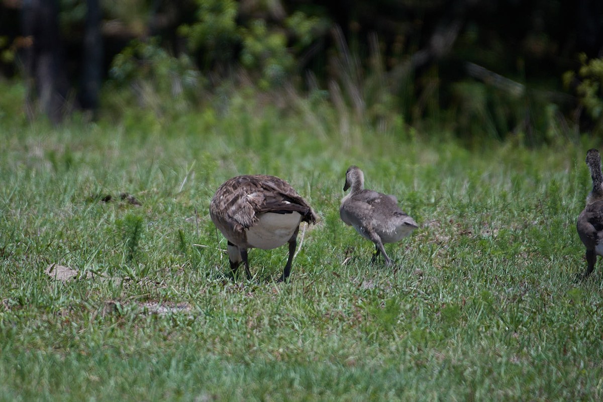 Canada Goose - Sam Mitcham