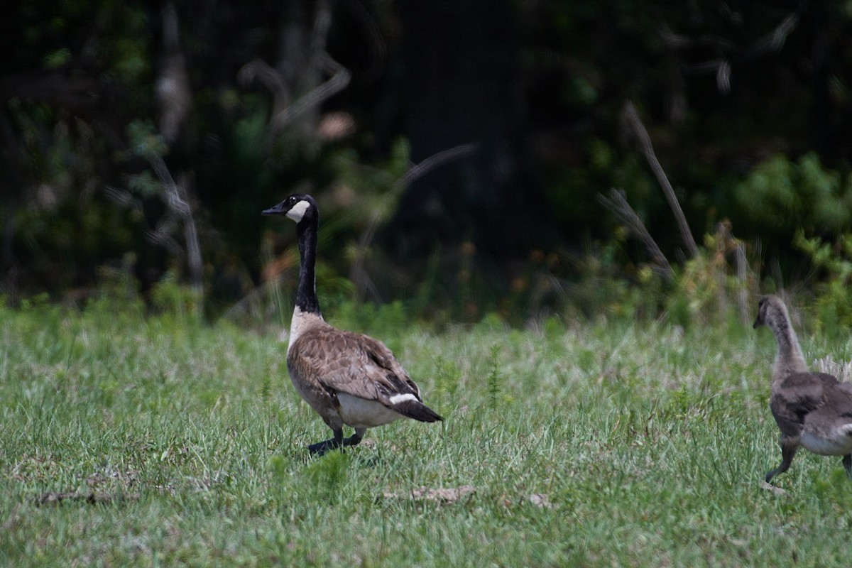 Canada Goose - Sam Mitcham