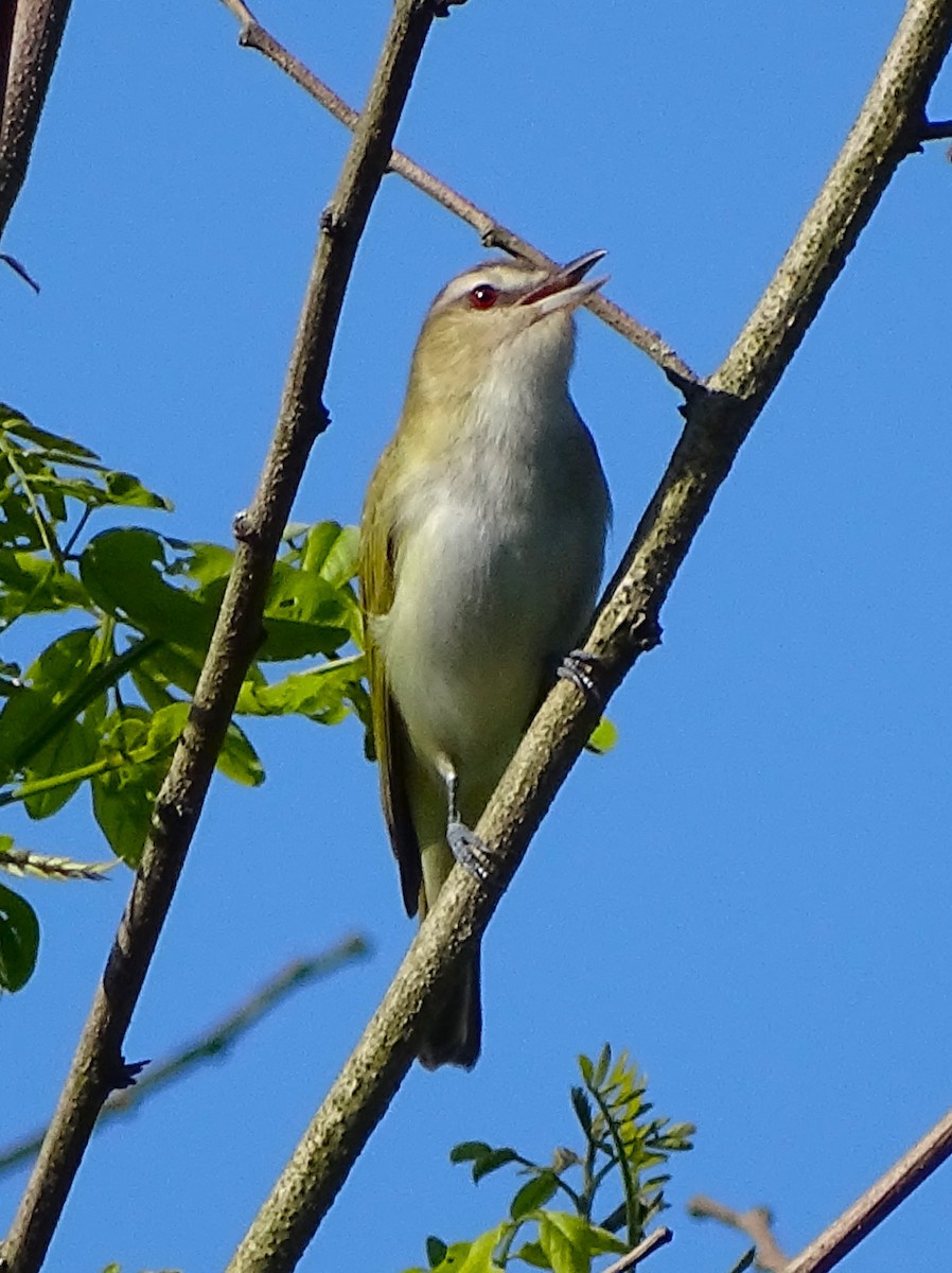 Red-eyed Vireo - Christopher Dyer