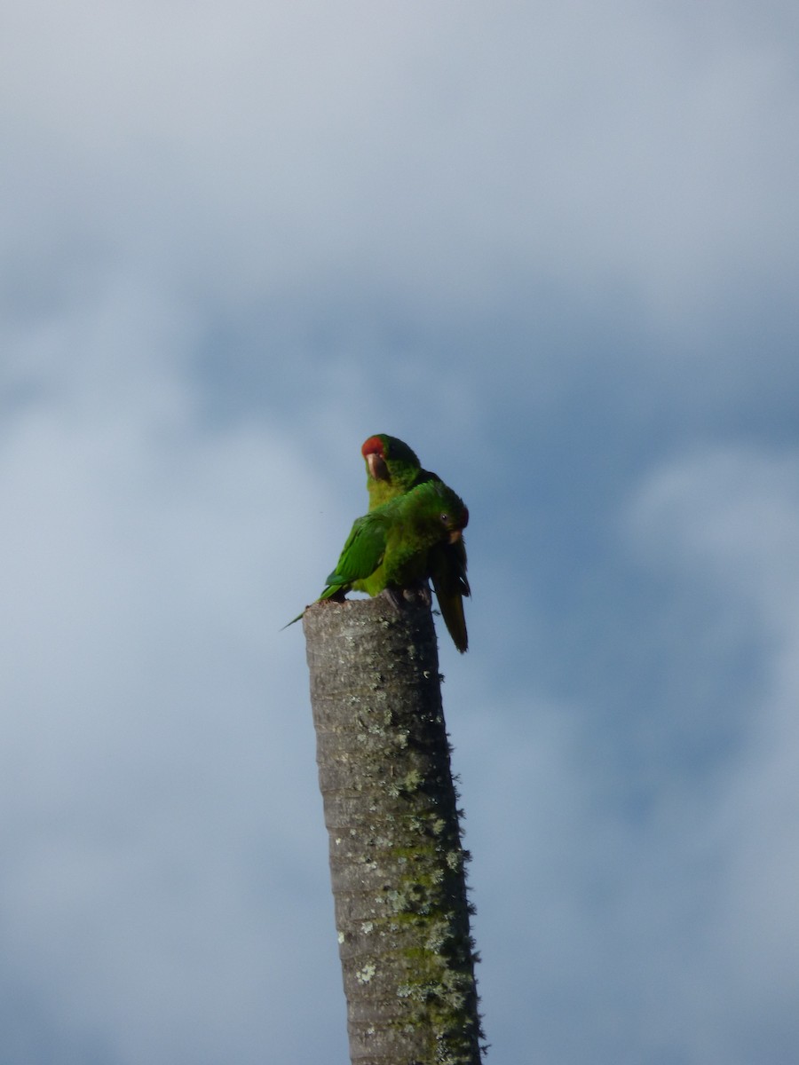 Scarlet-fronted Parakeet - ML578398001