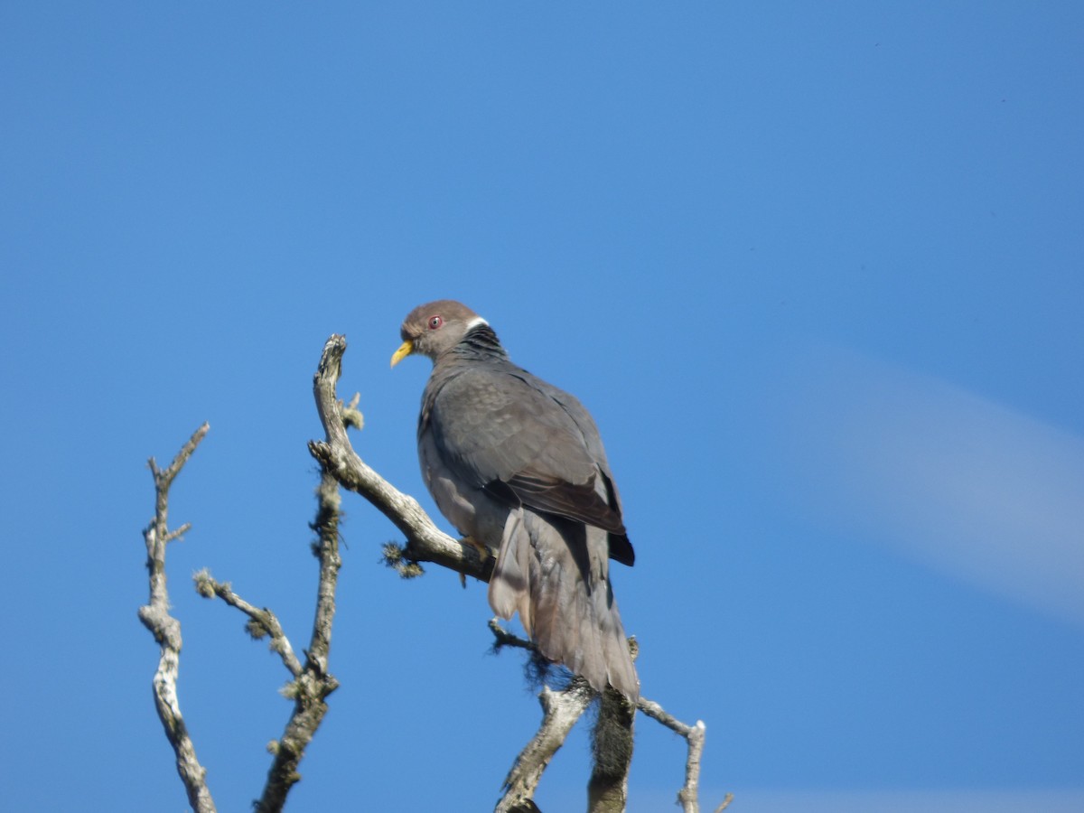 Band-tailed Pigeon - ML578398061
