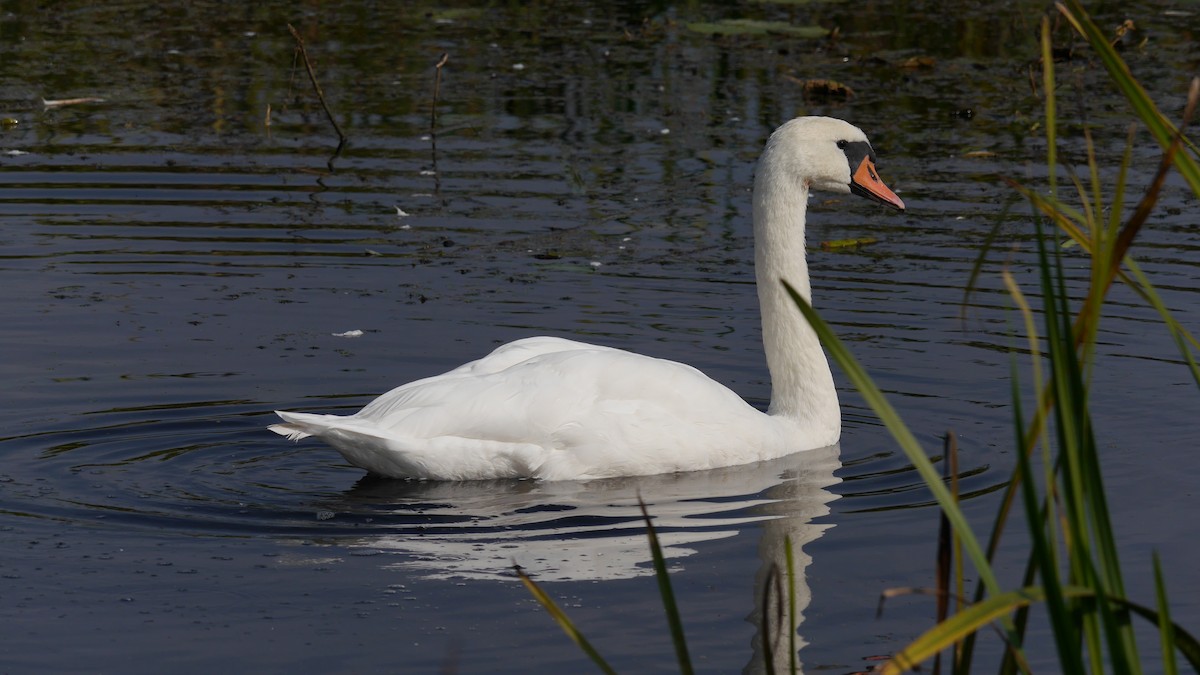 Cygne tuberculé - ML578398301