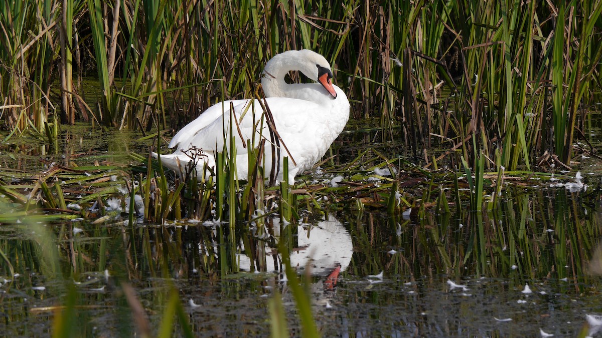 Mute Swan - ML578398311