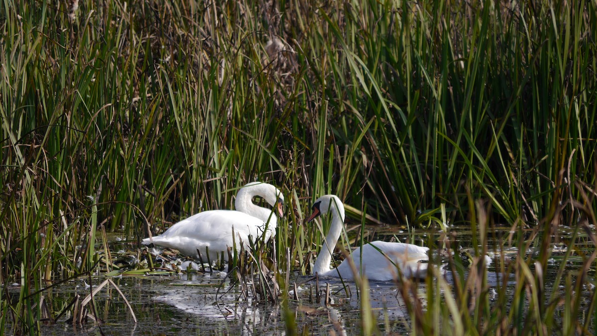 Mute Swan - ML578398331