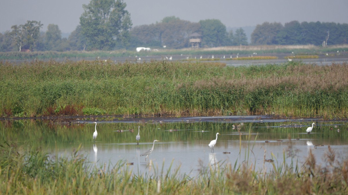 Great Egret - ML578398351