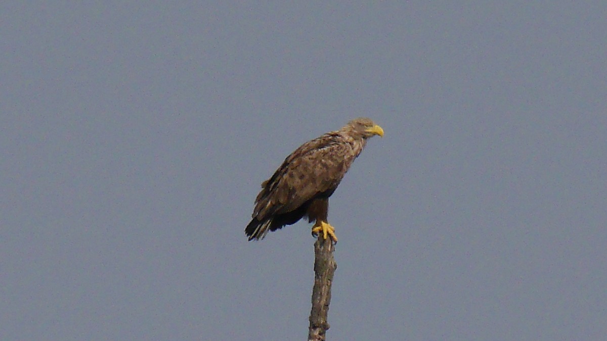 White-tailed Eagle - ML578398431