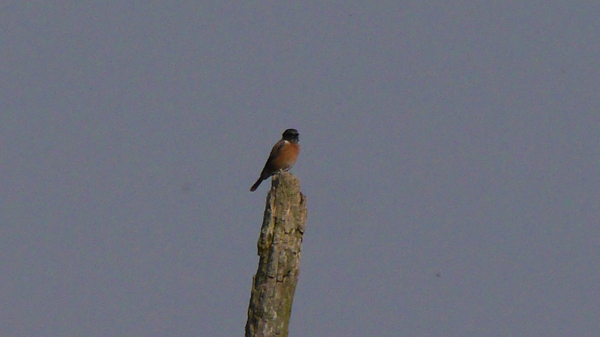 European Stonechat - ML578398711