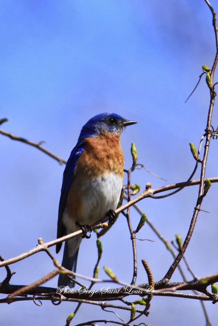 Eastern Bluebird - ML57839951