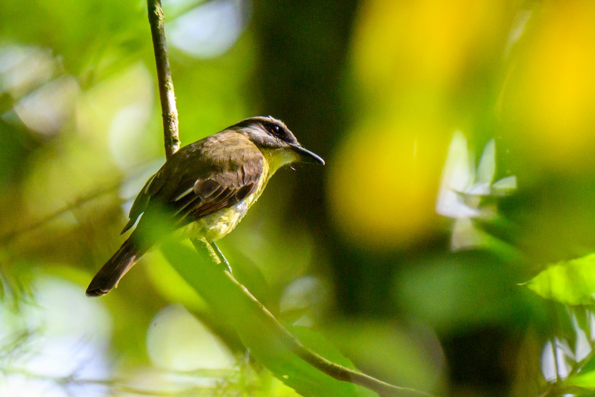 Golden-bellied Flycatcher - ML578399821