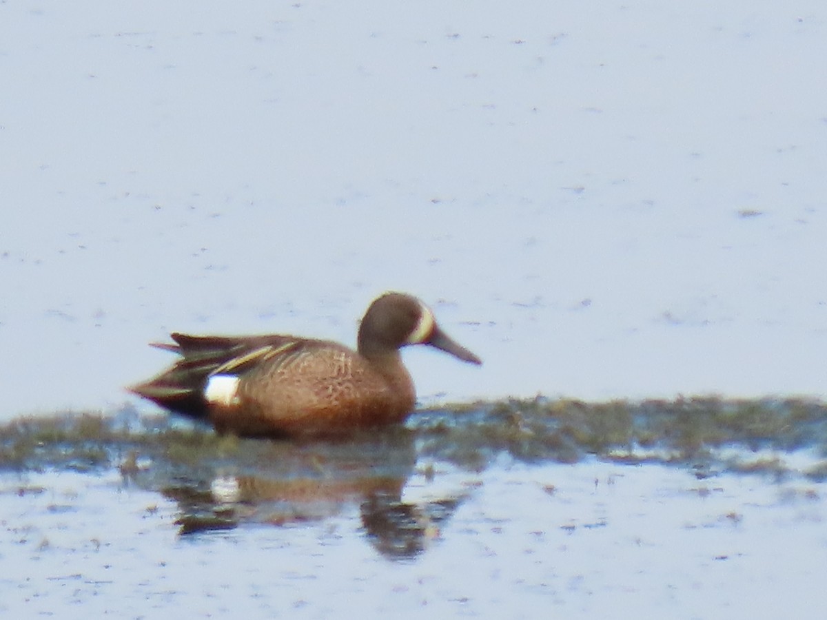 Blue-winged Teal - ML578399861