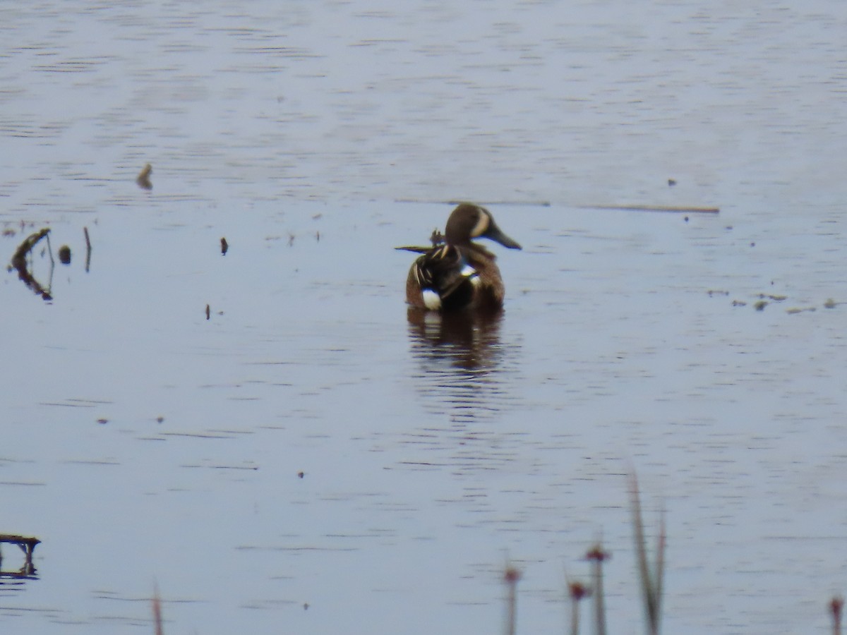 Blue-winged Teal - ML578399871