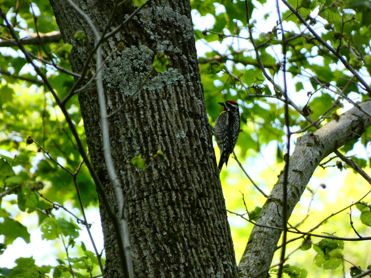 Yellow-bellied Sapsucker - ML578400071