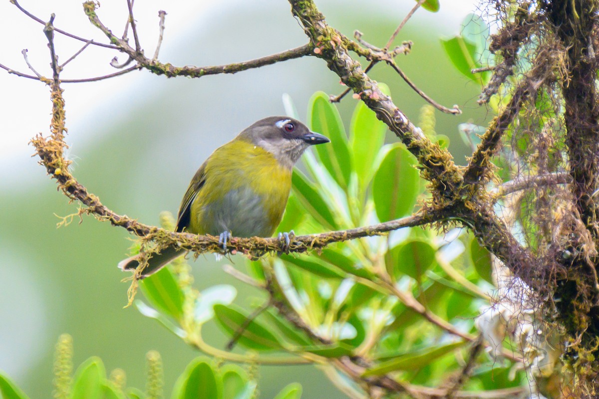 Common Chlorospingus - Michael Christie