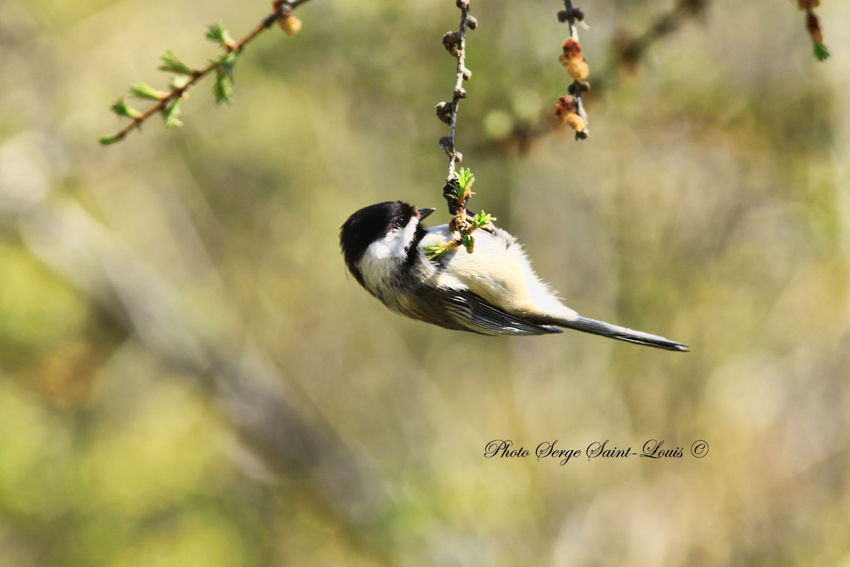 Black-capped Chickadee - Serge St-Louis