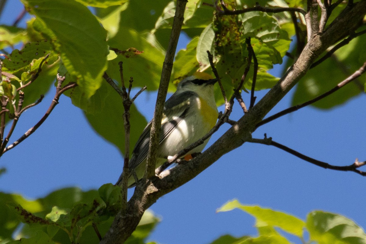 Goldflügel- x Blauflügel-Waldsänger (F1-Hybrid) - ML578400741