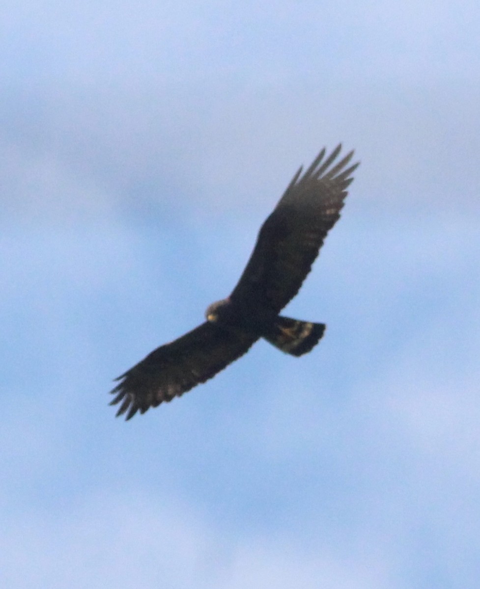 Zone-tailed Hawk - Paul 🐈🔭🦜 Rodríguez @elpuma