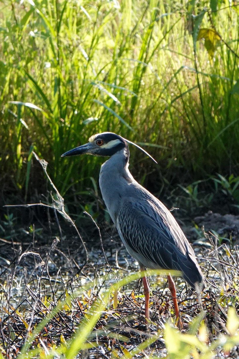 Yellow-crowned Night Heron - ML578401191