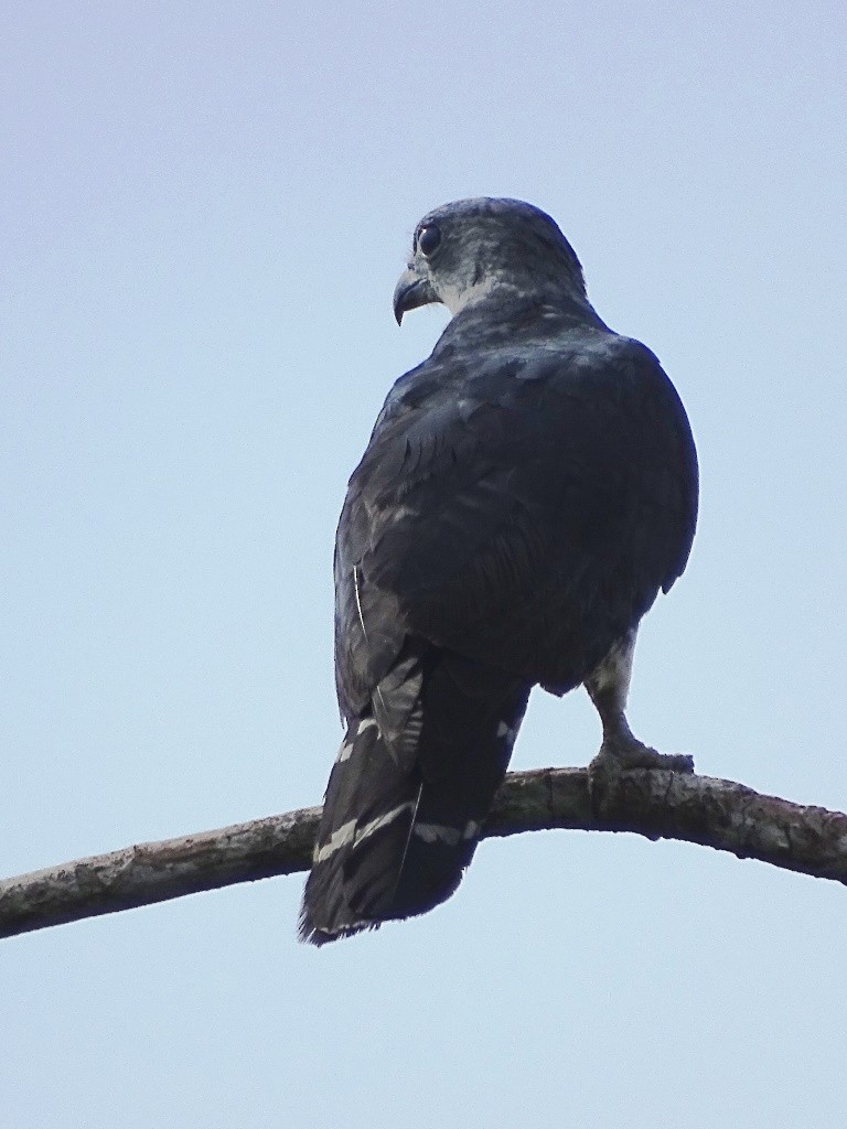 Gray-headed Kite - ML57840141