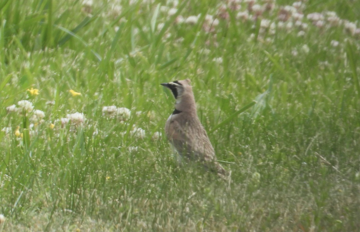 Alouette hausse-col - ML578401571