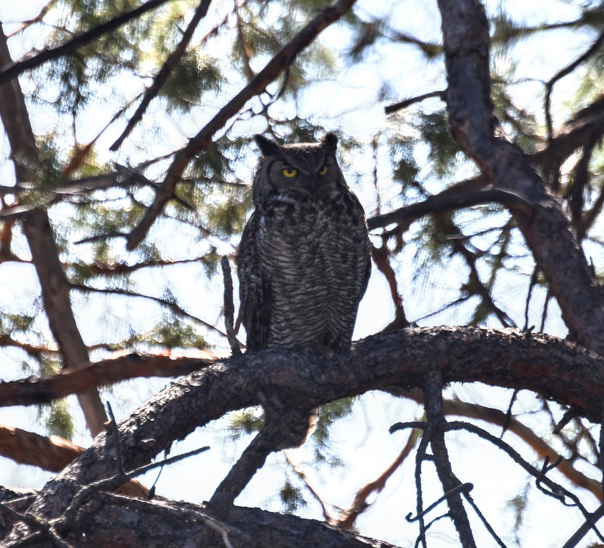 Great Horned Owl - ML578401861
