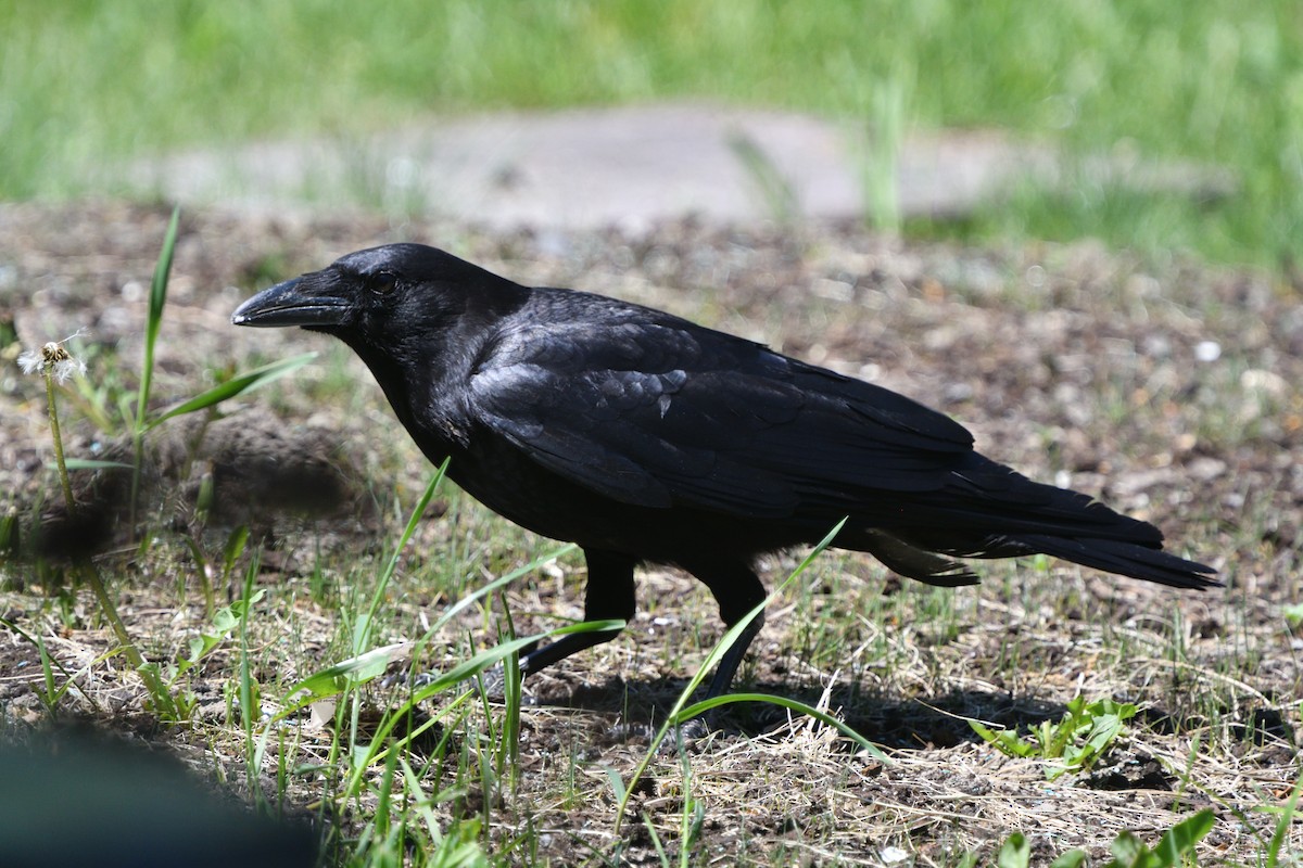 American Crow - ML578401931