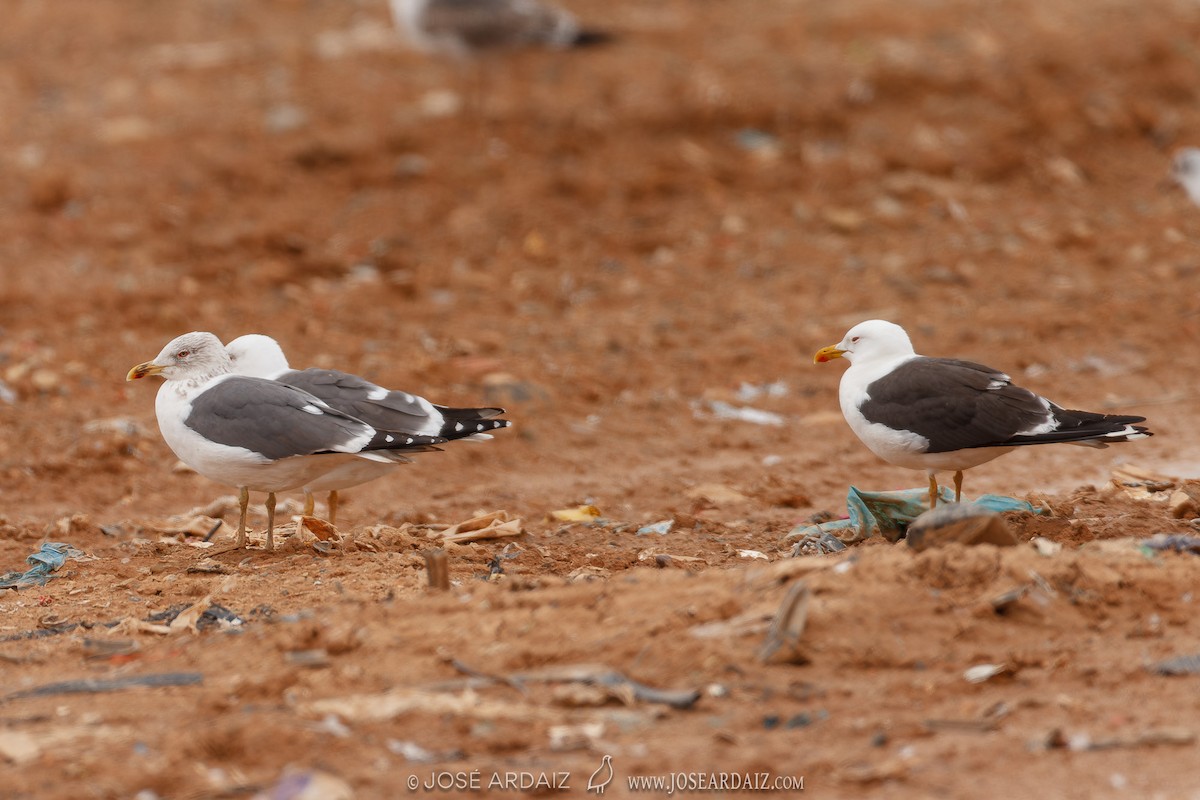 Lesser Black-backed Gull - ML578401981