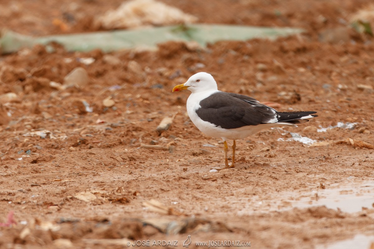 Lesser Black-backed Gull - José Ardaiz Ganuza