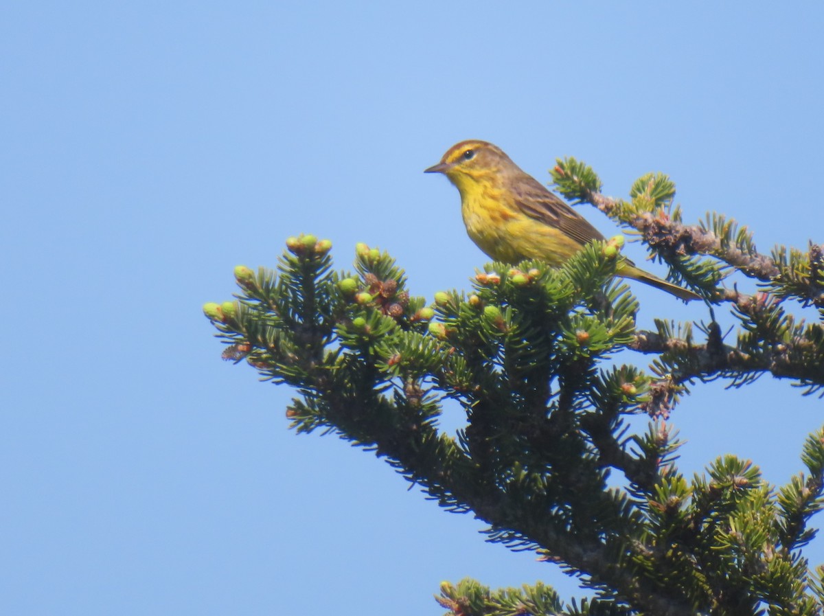 Palm Warbler - ML578402091