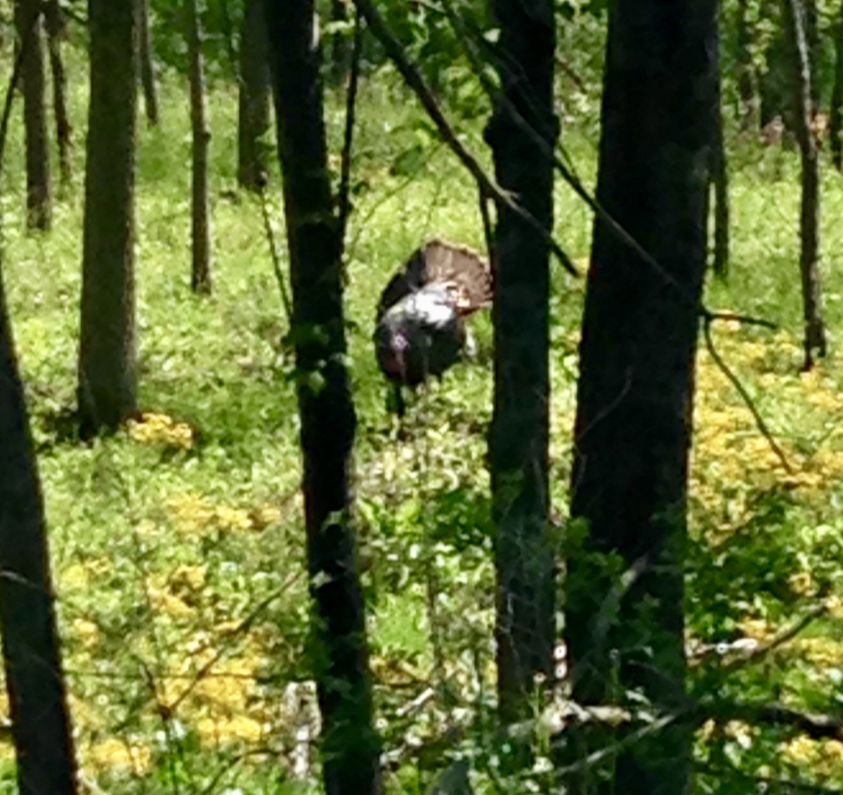 Wild Turkey - ML57840231