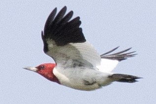 Red-headed Woodpecker - ML578403011