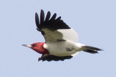 Red-headed Woodpecker - ML578403021
