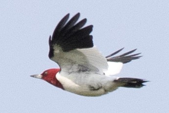 Red-headed Woodpecker - ML578403031