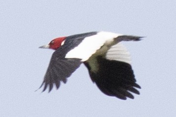 Red-headed Woodpecker - ML578403041