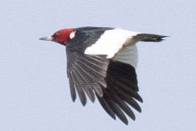 Red-headed Woodpecker - ML578403051