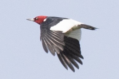 Red-headed Woodpecker - ML578403061