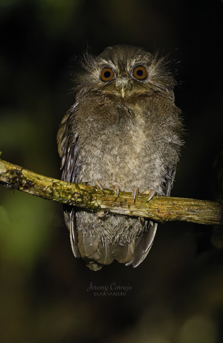 Long-whiskered Owlet - ML578403211