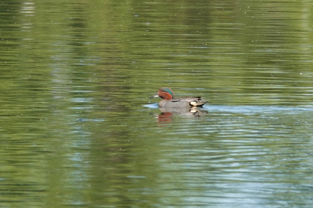 Green-winged Teal - Carol Speck