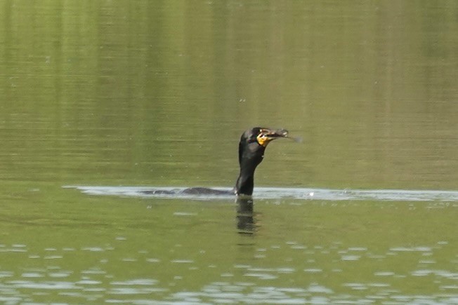 Double-crested Cormorant - ML578403831