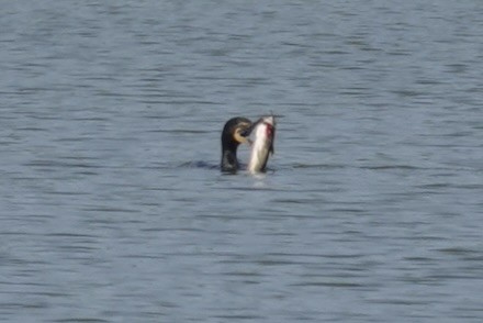 Double-crested Cormorant - ML578403841